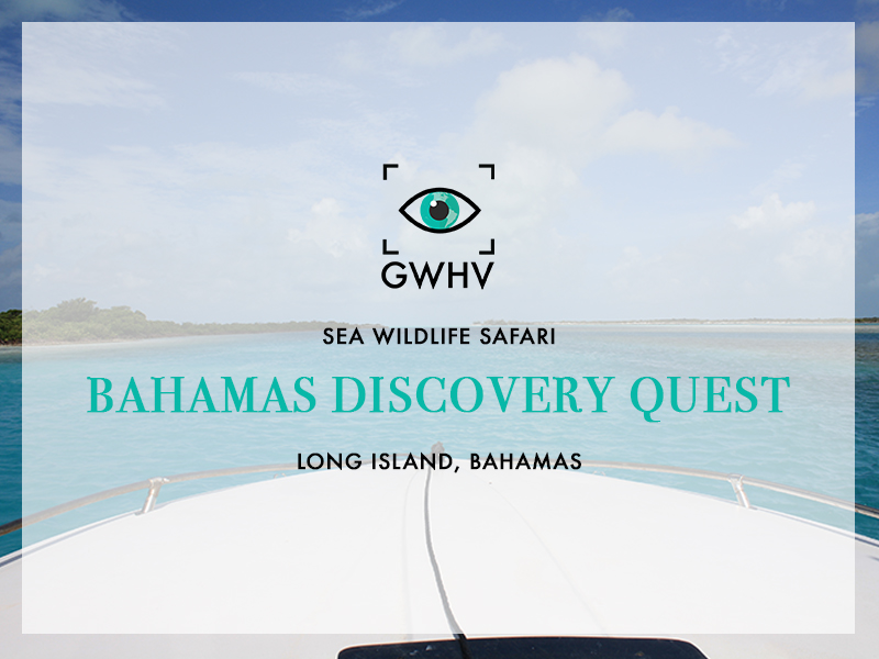 Bahamas Discovery Quest - Feature Image