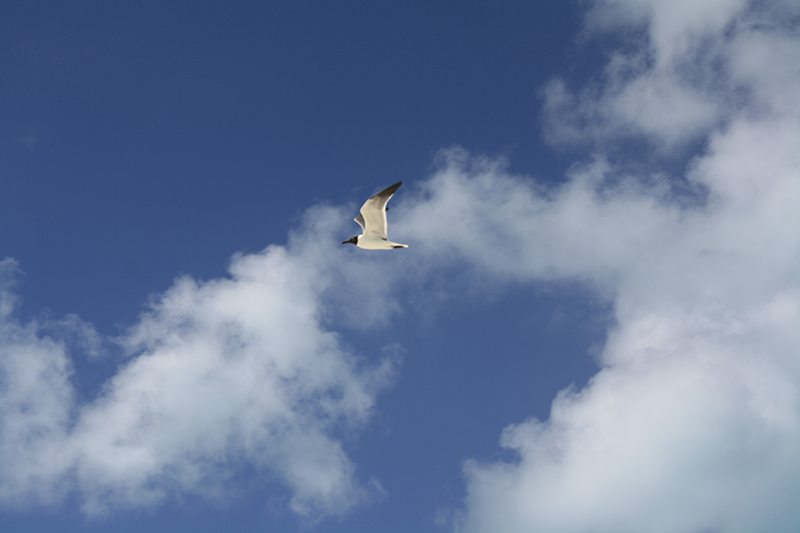 Bahamas Discovery Quest - Seagull