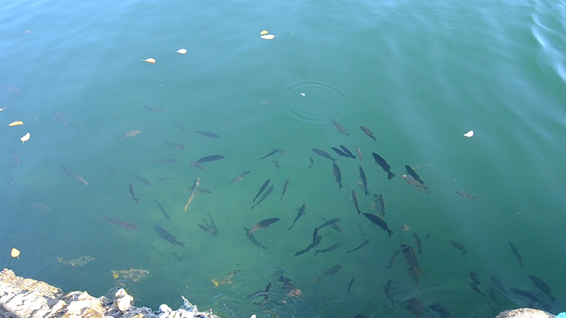 The Ocean Hole - Fish Feeding