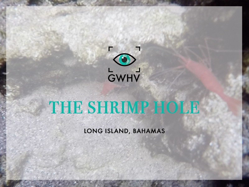 The Shrimp Hole